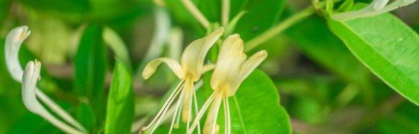 金银花种植方法介绍（教你养金银花的技巧）