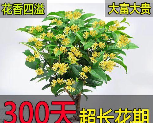 桂花的资料及介绍（关于桂花的资料）