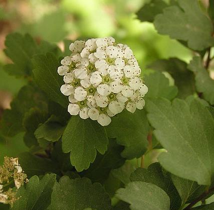 小乔木植物有哪些（适合做庭院的大型绿植）