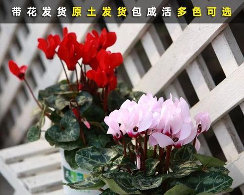 仙客来花败后怎么养护（仙客来花败后养护知识）