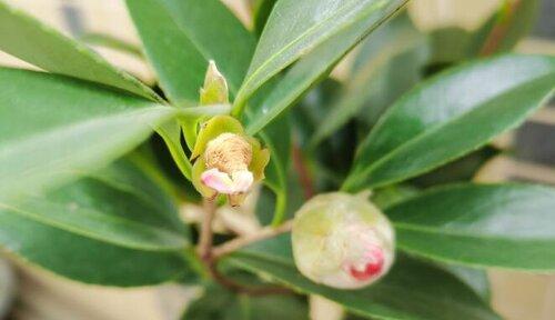 茶花掉叶子怎么办（茶花掉叶子的原因和解决方法）