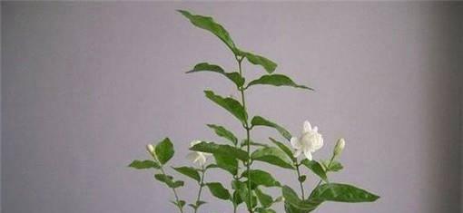 茉莉花用什么土养好（茉莉花的养殖方法和注意事项）