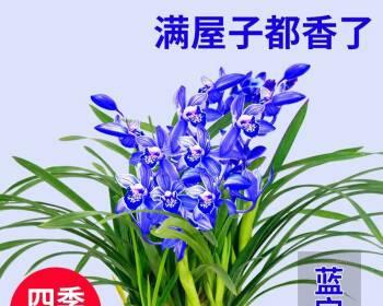 君子兰怎样养容易开花（君子兰快速开花的小窍门）