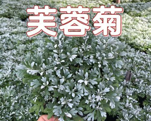 芙蓉菊有几个品种（芙蓉菊的养殖方法和注意事项）