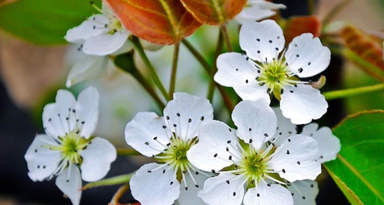 梨花什么颜色什么时候开花（有关梨花的花期时间）