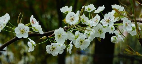 梨花什么颜色什么时候开花（有关梨花的花期时间）