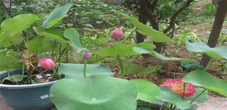 碗莲什么时候种植（碗莲种植时间及方法）