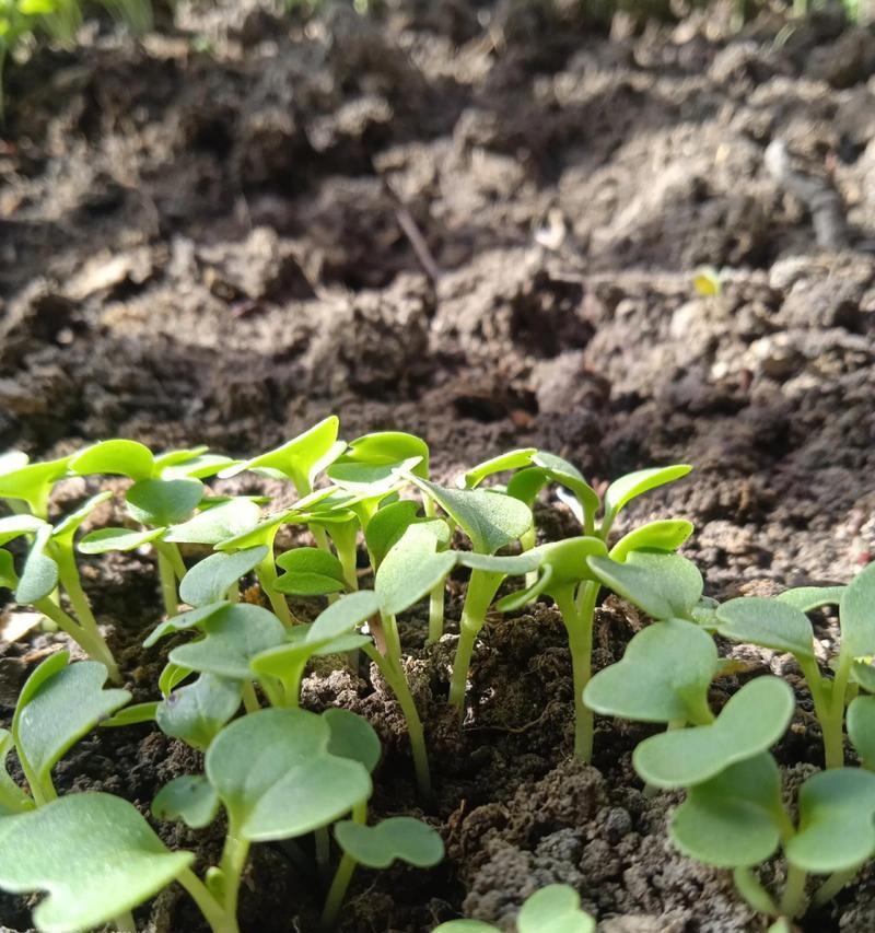 小白菜几天发芽出苗（小白菜种植方法和时间）