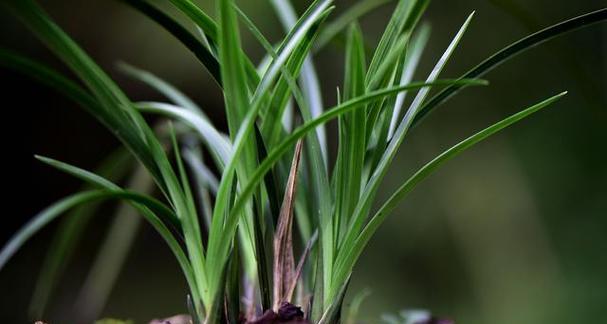 野生兰花的种植方法和技巧（了解兰花的养护步骤）