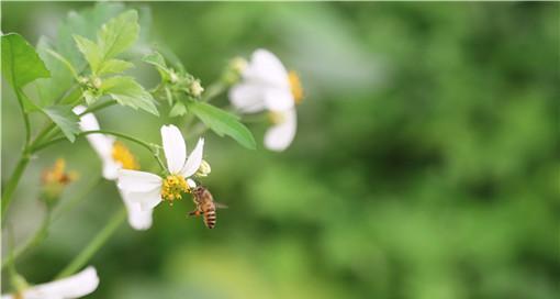 蜜蜂养殖前景如何（蜜蜂养殖技术与管理）