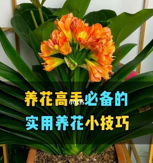 种花养花常识有哪些（常见的养花技巧分享）