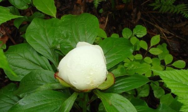 白芍花怎么养（白芍的种植方法及养护）