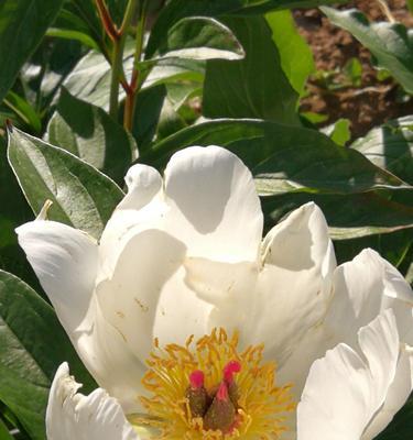 白芍花怎么养（白芍的种植方法及养护）