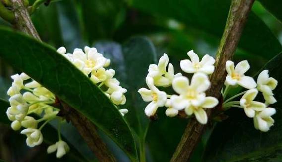 怎样栽培桂花树（桂花树的栽培技术要点）