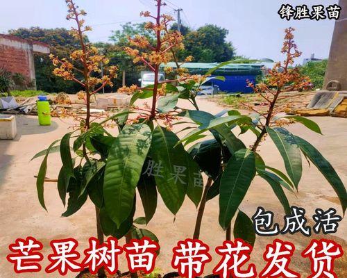 芒果籽怎么种才能发芽（芒果籽的正确种植方法讲解）