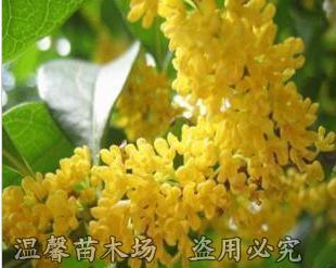 桂花树种子怎样育苗（桂花树种子育苗技术要点）