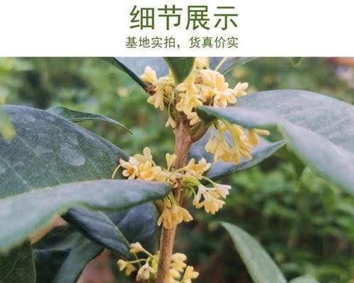 桂花树种子怎样育苗（桂花树种子育苗技术要点）