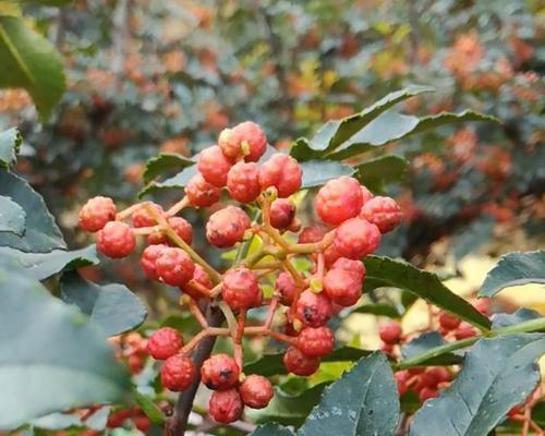 花椒适合什么土壤种植（花椒树的种植方法和注意事项）