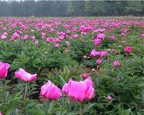 芍药花栽培与养殖（掌握关键技巧）