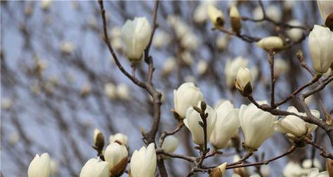 玉兰花什么时候开放（有关玉兰花花期简介）