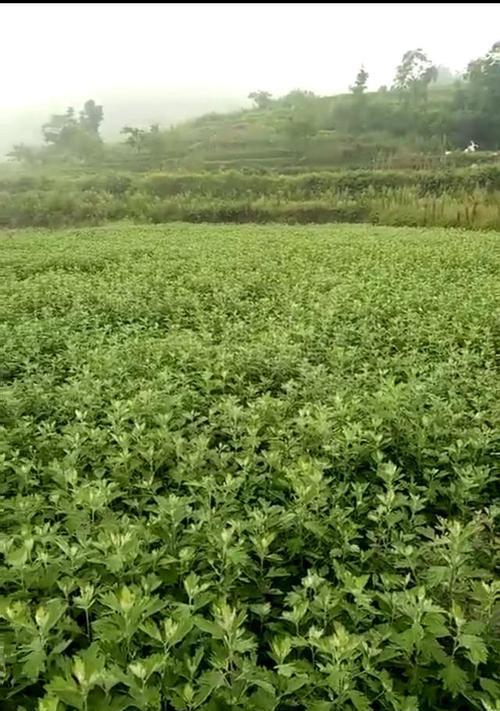 艾草如何种植（艾草种植技术和条件）