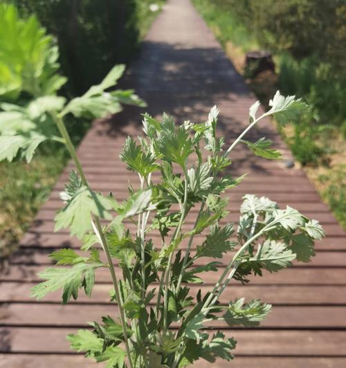 艾草如何种植（艾草种植技术和条件）