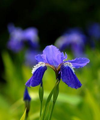 以笑靥花为主题的花语（展现笑脸迎人）