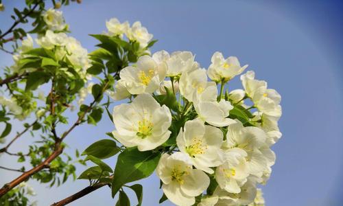 杏花古代别称的花语及寓意（传统文化中的杏花名号与象征意义）