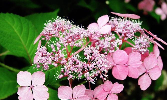 绣球花语及其代表的含义（探索绣球花的花语之谜）