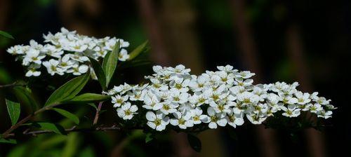 绣线菊的花语及其意义（探索绣线菊的花语）