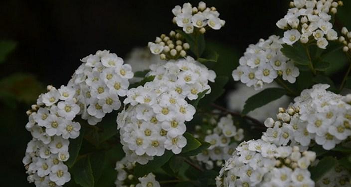 绣线菊的花语及其意义（探索绣线菊的花语）