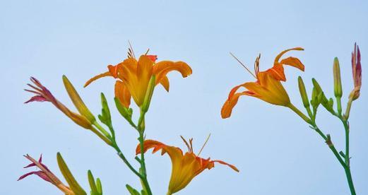 以萱草花的寓意象征是什么（浪漫与坚韧并存的花朵——以萱草花为例）