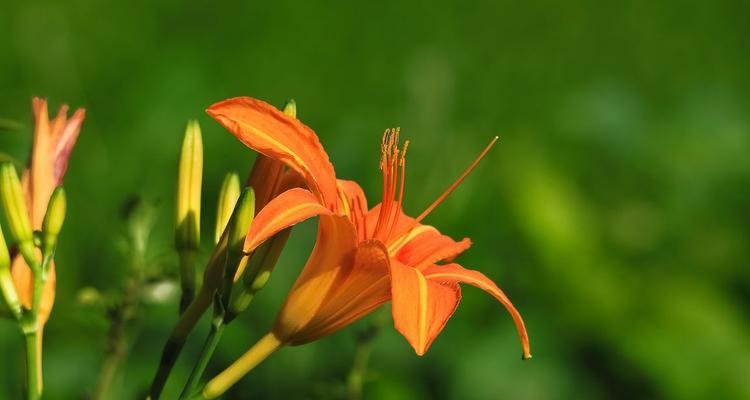 以萱草花语为主题的美丽寓意（传递爱与希望的萱草花语）