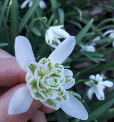 雪滴花传说（传承千年的花海传说）