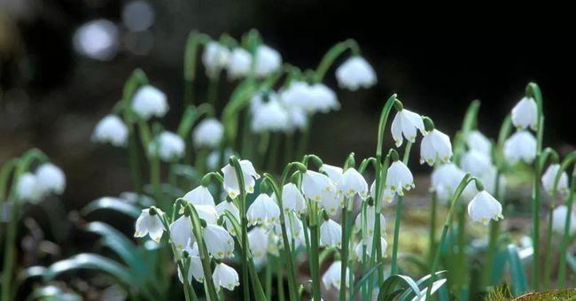 雪滴花传说（传承千年的花海传说）