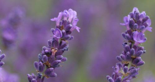 熏衣草花语及其寓意（熏衣草花语是什么意思及其传统文化内涵）