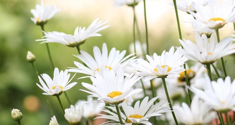 洋甘菊的花语与寓意（洋甘菊）