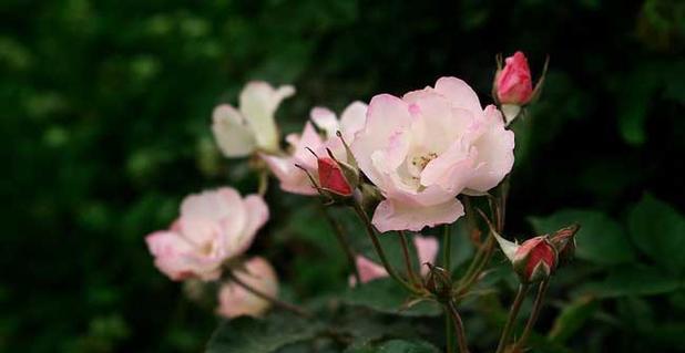 野蔷薇花语与代表意义（探秘野蔷薇花的含义）