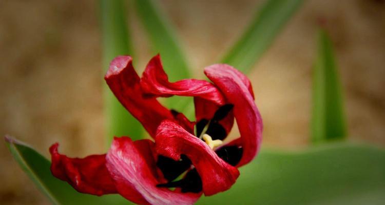 郁金香花语贞操（传承百年的纯洁与坚贞）