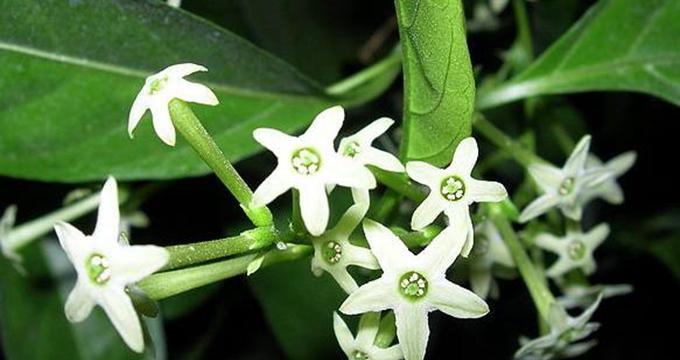 以夜来香花语之美——芳香四溢的奇迹（探秘以夜来香的历史）