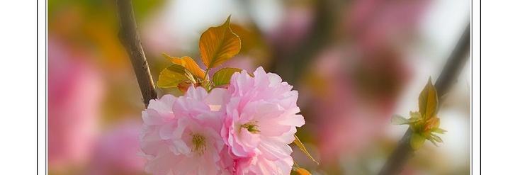 樱花的花语和寓意（探寻樱花背后的深意）