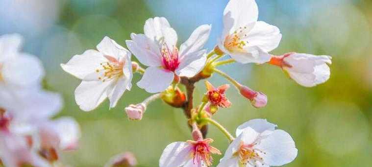 樱花（绽放在春日的花海中）