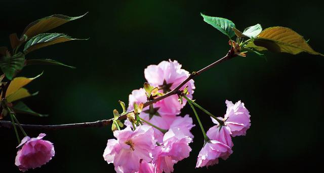 樱花花语的美丽与意义（探索樱花的花语与文化底蕴）