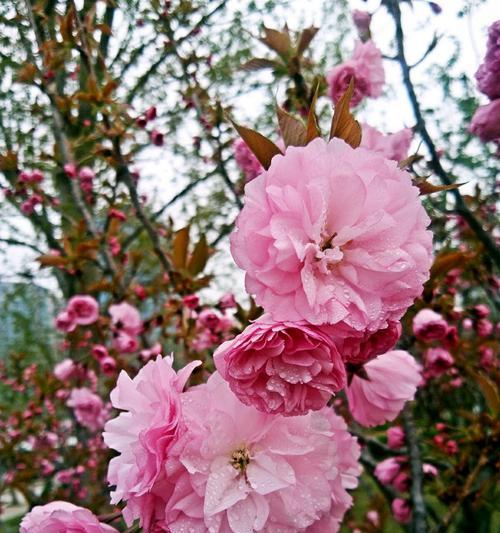 樱花花语与象征意义（美丽绽放的樱花与其背后的含义）