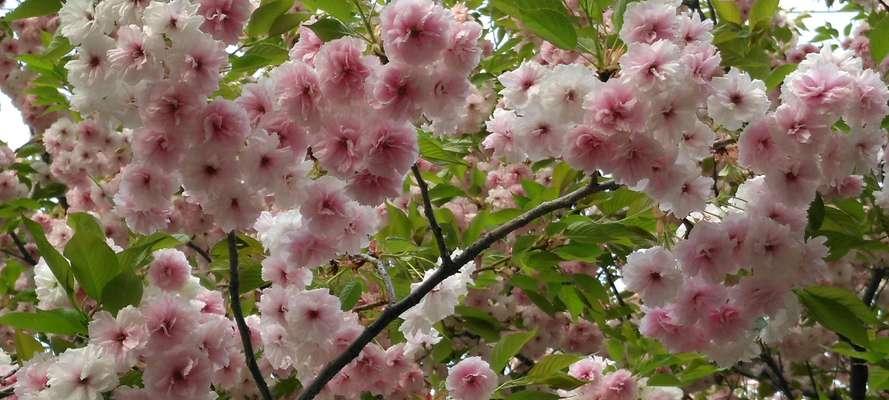 樱花花语与寓意（樱花的花语及寓意探究）