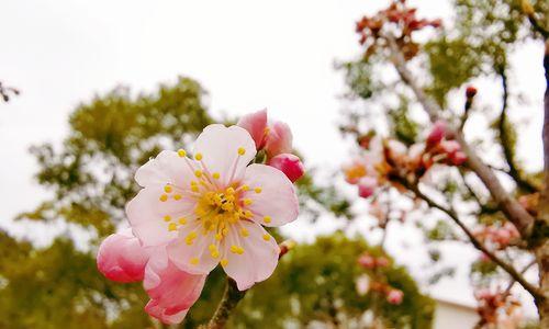 樱桃花（盛开的樱桃花与无尽的希望）