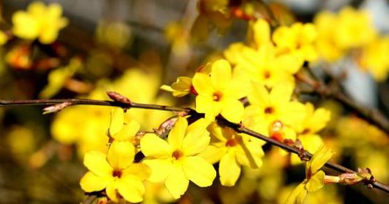 春天的使者——迎春花的花语（盛开着幸福和希望的花朵）