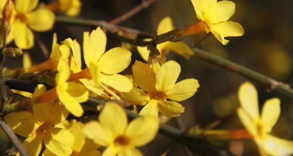 迎春花——生机勃勃的希望之花（迎春花的寓意与象征意义）