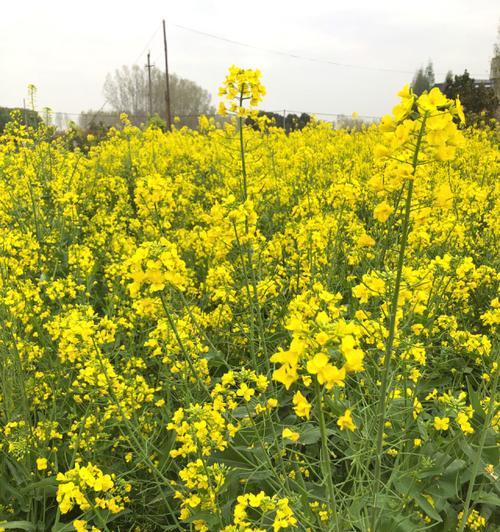 油菜花花语之美——春天的芬芳与希望（油菜花花语的意义和传承）