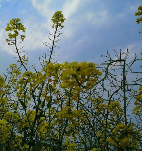 油菜花花语之美——春天的芬芳与希望（油菜花花语的意义和传承）